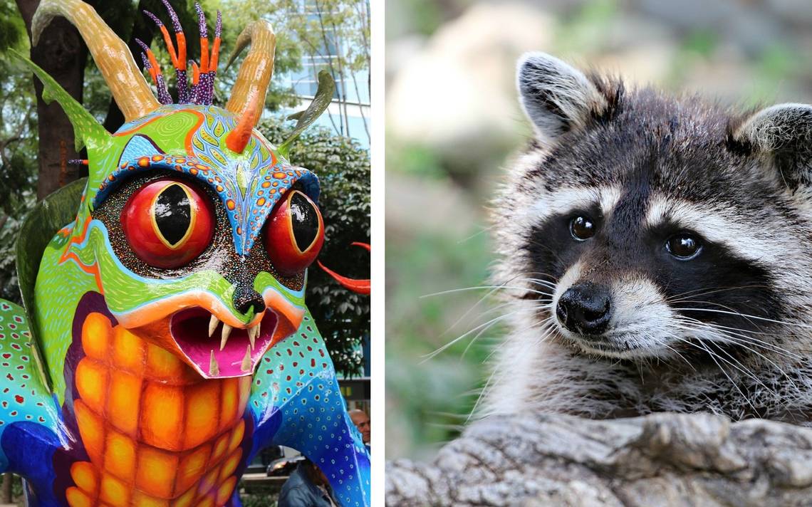 Diseñan alebrije inspirado en Tampico: cara de mapache y cola de “Juancho”  - El Sol de Tampico | Noticias Locales, Policiacas, sobre México,  Tamaulipas y el Mundo