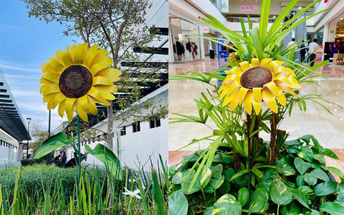 Girasoles hechos en Tampico invaden Altaria Centro Comercial de  Aguascalientes - El Sol de Tampico | Noticias Locales, Policiacas, sobre  México, Tamaulipas y el Mundo