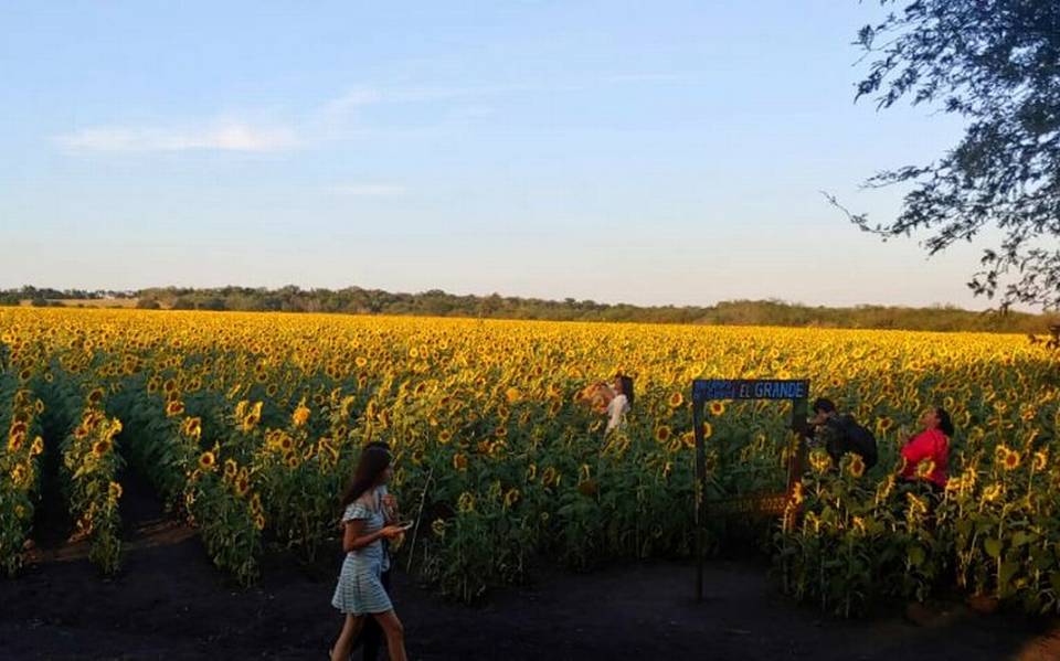 Conoce el campo con girasoles de hasta 2 metros de altura, ¡está en la  huasteca! - El Sol de Tampico | Noticias Locales, Policiacas, sobre México,  Tamaulipas y el Mundo