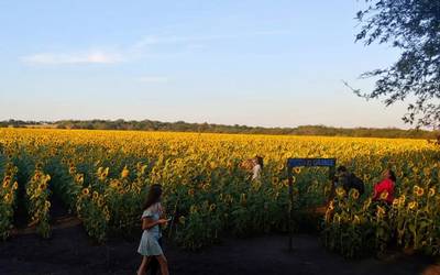 Conoce el campo con girasoles de hasta 2 metros de altura, ¡está en la  huasteca! - El Sol de Tampico | Noticias Locales, Policiacas, sobre México,  Tamaulipas y el Mundo