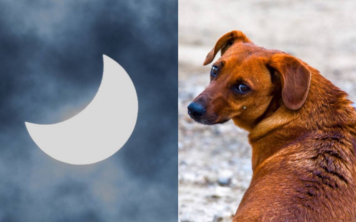 Eclipse solar: como isso afeta o comportamento dos animais de estimação e o que fazer para protegê-los?  – O Sol de Tampico