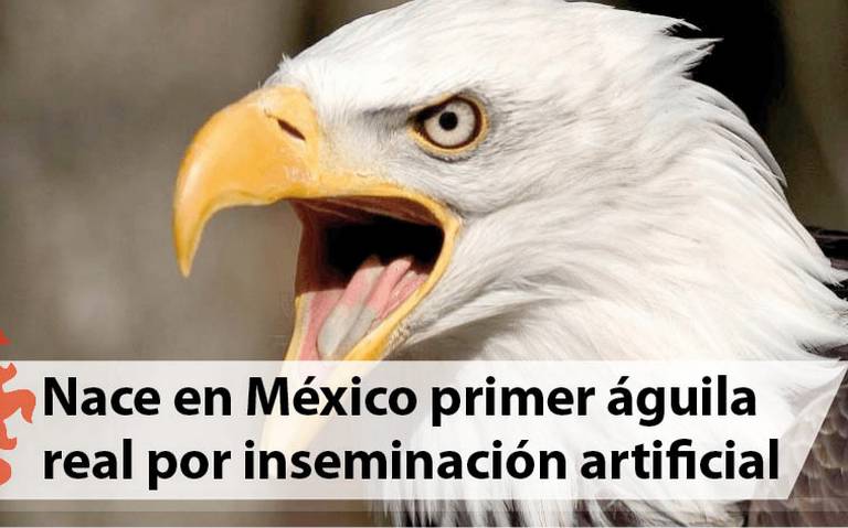 Nace en México primer águila real por inseminación artificial - El Sol de  Tampico | Noticias Locales, Policiacas, sobre México, Tamaulipas y el Mundo