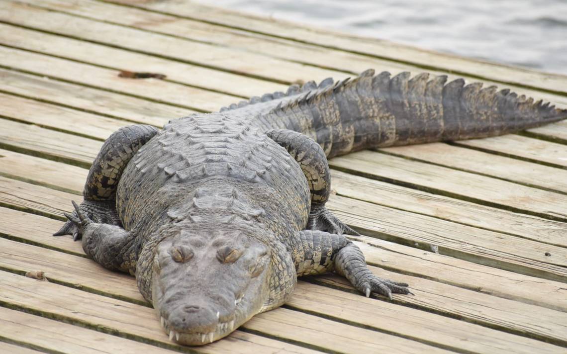 Proponen esterilizar a cocodrilos de la laguna del Carpintero en Tampico -  El Sol de Tampico | Noticias Locales, Policiacas, sobre México, Tamaulipas  y el Mundo