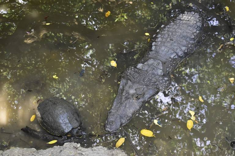 El cocodrilo moreletti de París: el ejemplar más antiguo que se conoce - El  Sol de Tampico | Noticias Locales, Policiacas, sobre México, Tamaulipas y  el Mundo