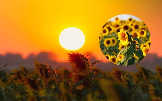 Tamuín también tiene su campo de girasoles: así es el rancho Palma Sola - El  Sol de Tampico | Noticias Locales, Policiacas, sobre México, Tamaulipas y el  Mundo