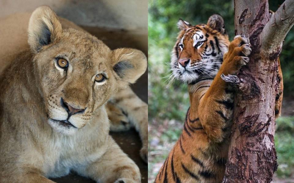 En Tamaulipas ya puedes visitar a los felinos rescatados del santuario  Black Jaguar-White Tiger VIDEO Y FOTOS - El Sol de Tampico | Noticias  Locales, Policiacas, sobre México, Tamaulipas y el Mundo