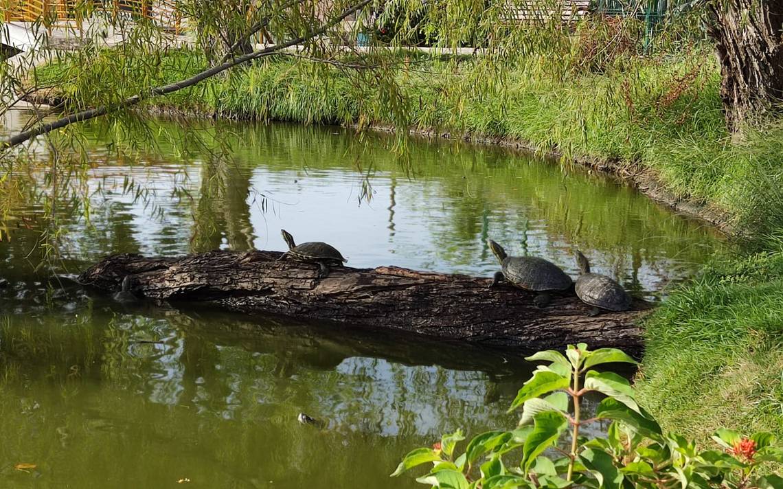 En la Laguna de los Patos de Tampico hay casos de maltrato animal, hasta se  los roban - El Sol de Tampico | Noticias Locales, Policiacas, sobre México,  Tamaulipas y el Mundo