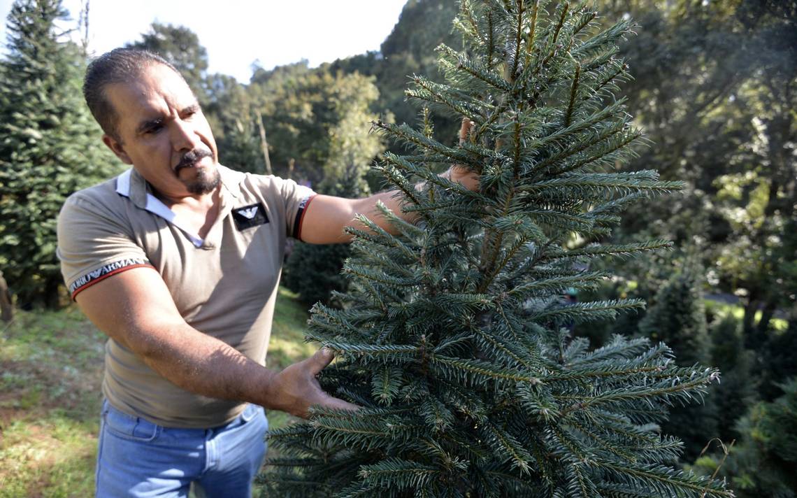 Qué otros usos podemos dar a los árboles de Navidad - El Sol de Tampico |  Noticias Locales, Policiacas, sobre México, Tamaulipas y el Mundo