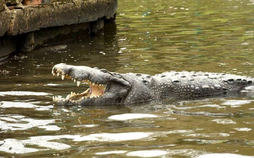 El cocodrilo moreletti de París: el ejemplar más antiguo que se conoce - El  Sol de Tampico | Noticias Locales, Policiacas, sobre México, Tamaulipas y  el Mundo