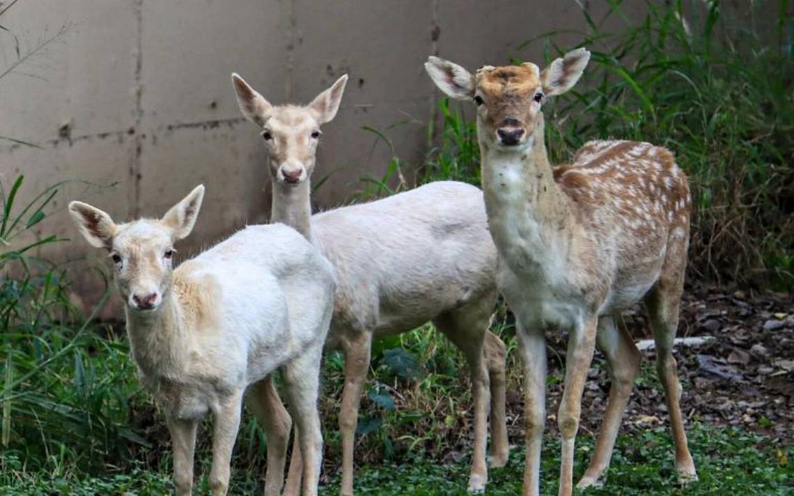 Zoológico de Tamaulipas presume a su cría de canguro - El Sol de Tampico