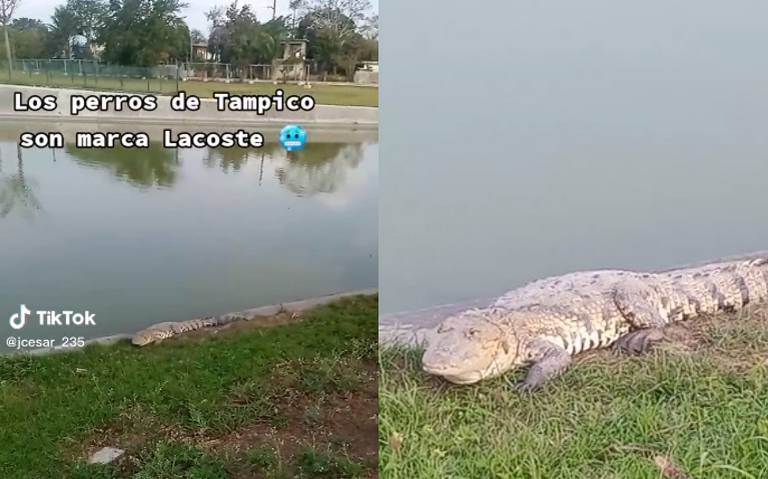 Captan a perrito cerca de cocodrilo en Tampico: VIDEO - El Sol de Tampico |  Noticias Locales, Policiacas, sobre México, Tamaulipas y el Mundo