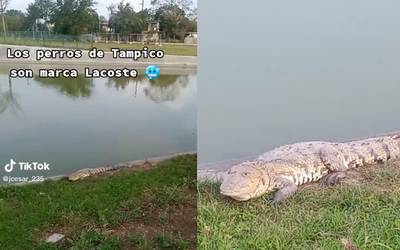 Cocodrilo en Tampico: sale de paseo en un canal - El Sol de Tampico |  Noticias Locales, Policiacas, sobre México, Tamaulipas y el Mundo