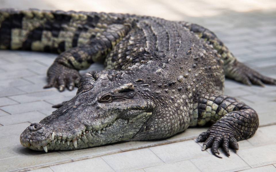 Cocodrilo escapa de camioneta para “salir a pasear” en Florida: Video viral  - El Sol de Tampico | Noticias Locales, Policiacas, sobre México,  Tamaulipas y el Mundo