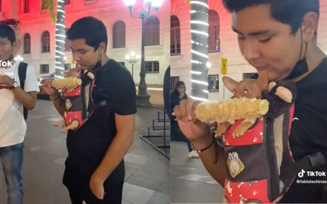 Perrito chihuahua comiendo elote en la Plaza de Armas de Tampico: VIDEO  VIRAL - El Sol de Tampico | Noticias Locales, Policiacas, sobre México,  Tamaulipas y el Mundo