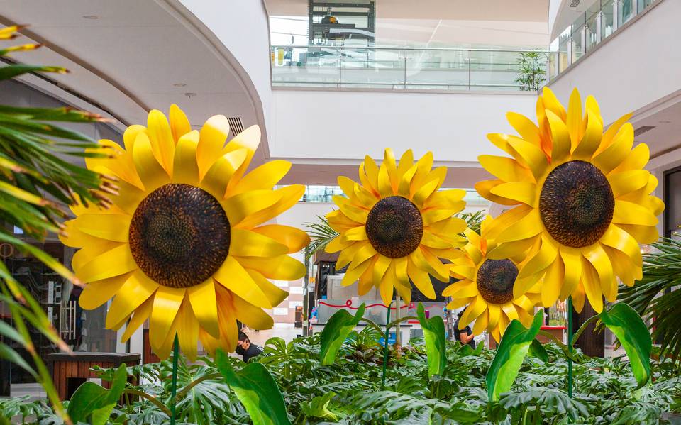 Girasoles gigantes en Altama Tampico: fotos son increíbles - El Sol de  Tampico | Noticias Locales, Policiacas, sobre México, Tamaulipas y el Mundo