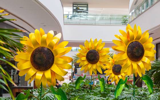 Girasoles gigantes en Altama Tampico: fotos son increíbles - El Sol de  Tampico | Noticias Locales, Policiacas, sobre México, Tamaulipas y el Mundo