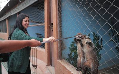 Zoológico de Tamaulipas presume a su cría de canguro - El Sol de Tampico