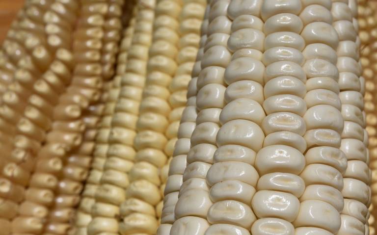 Sudáfrica envió el primer cargamento de maíz blanco a Altamira - El Sol de  Tampico | Noticias Locales, Policiacas, sobre México, Tamaulipas y el Mundo