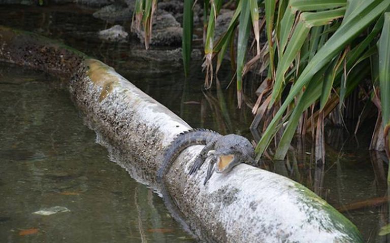 Cocodrilo ataca a hombre en Tampico; fue sorprendido mientras pescaba - El  Occidental | Noticias Locales, Policiacas, sobre México, Guadalajara y el  Mundo