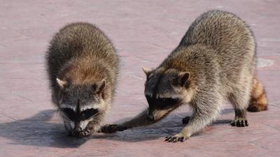 En Alerta Salud Por Aumento De Ataques De Animales Noticias Locales Policiacas Sobre Mexico Y El Mundo El Sol De Tampico Tamaulipas