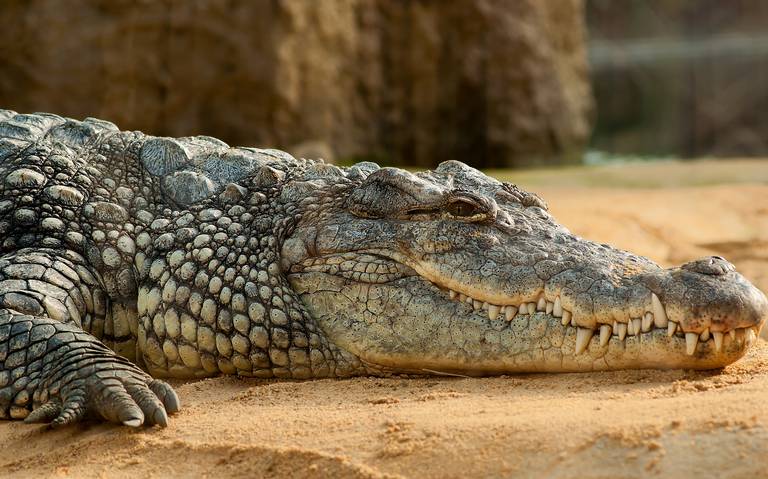 Cuánto cuesta comer un cocodrilo? En México ya crían “juanchos” para su  consumo - El Sol de Tampico | Noticias Locales, Policiacas, sobre México,  Tamaulipas y el Mundo