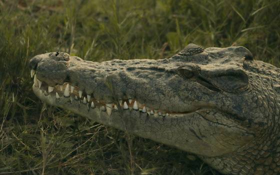 Ataque de cocodrilo en Tampico: hombre ingresó a nadar a la laguna del  Carpintero - El Sol de Tampico | Noticias Locales, Policiacas, sobre  México, Tamaulipas y el Mundo