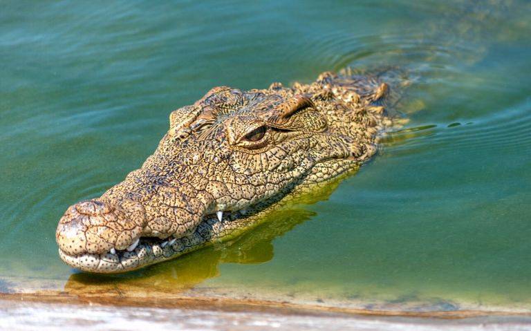 Ataque de cocodrilo llega hasta episodio de Leyendas Legendarias; esto fue  lo que dijeron - El Sol de Tampico | Noticias Locales, Policiacas, sobre  México, Tamaulipas y el Mundo