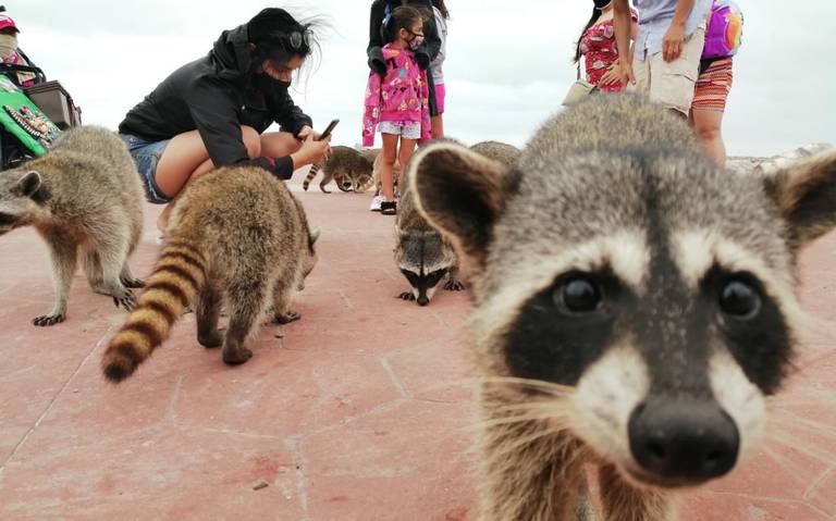 Mapaches bebés comiendo basura en Tampico: VIDEO - El Sol de Tampico |  Noticias Locales, Policiacas, sobre México, Tamaulipas y el Mundo