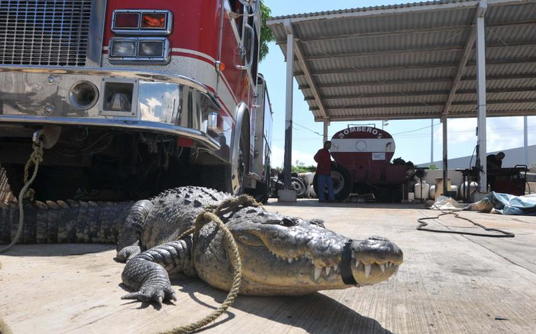 platillos exóticos cocodrilos Tamaulipas - El Sol de México | Noticias,  Deportes, Gossip, Columnas