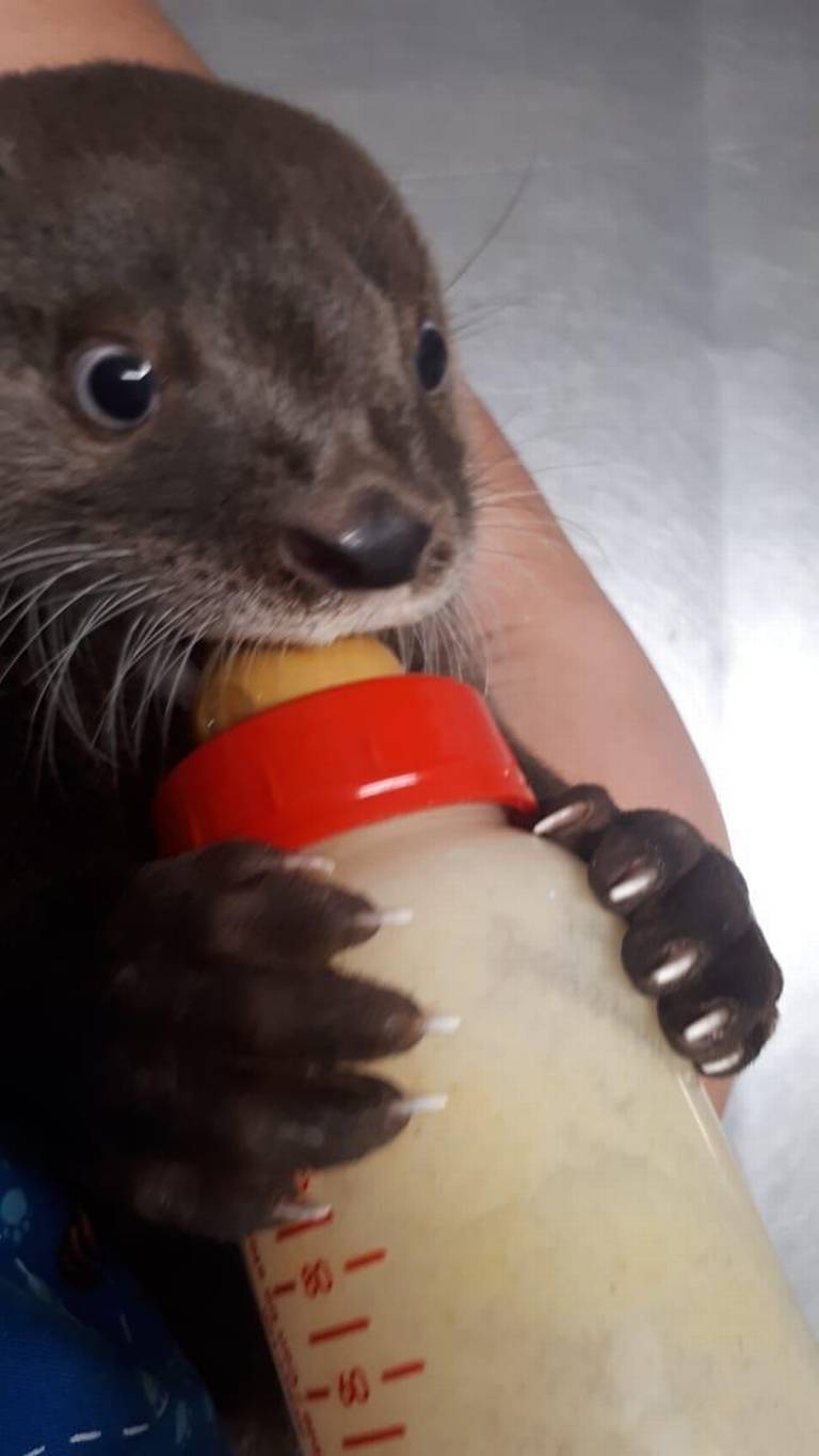 Nutrias bebés rescatadas en río Pánuco con salud estable: Tampico - Grupo  Milenio