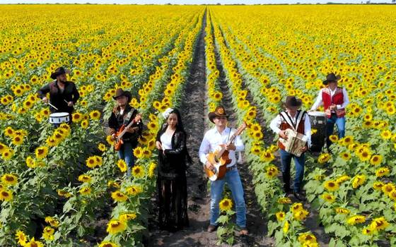 Campo de girasoles en Tamaulipas: arman baile en trampolines: VIDEO - El  Sol de Tampico | Noticias Locales, Policiacas, sobre México, Tamaulipas y  el Mundo