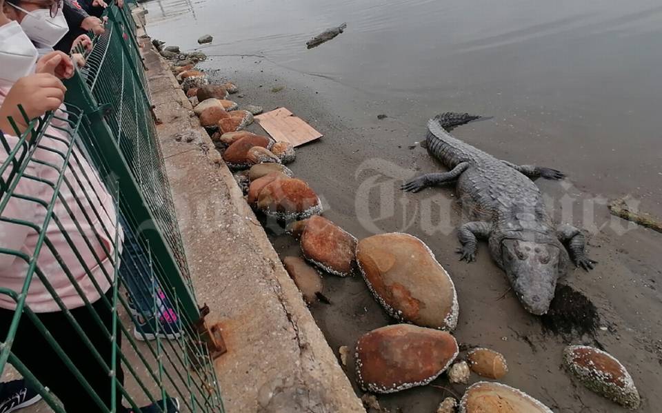 Descubren restos de un cocodrilo gigante, medía 10 metros - El Sol de  Tampico | Noticias Locales, Policiacas, sobre México, Tamaulipas y el Mundo