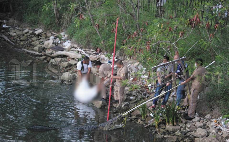 Cocodrilo ataca a una mujer en el Canal de la Cortadura en Tampico - El Sol  de México | Noticias, Deportes, Gossip, Columnas