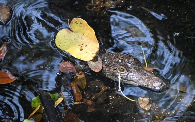 Qué animales puedes encontrar en la laguna del Carpintero - El Sol de  Tampico | Noticias Locales, Policiacas, sobre México, Tamaulipas y el Mundo