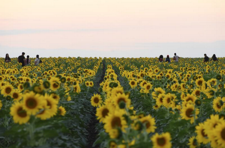 Comienza la cosecha en los campos de girasoles de Tamaulipas, ¿cómo se  aprovechan estas flores? - El Sol de Tampico | Noticias Locales,  Policiacas, sobre México, Tamaulipas y el Mundo