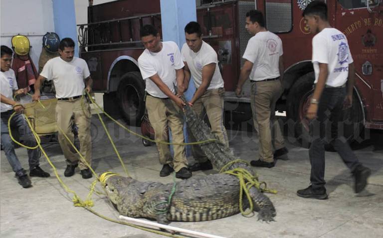 Cocodrilo que atacó a mujer en Tampico es resguardado por Bomberos - El Sol  de Cuernavaca | Noticias Locales, Policiacas, sobre México, Morelos y el  Mundo