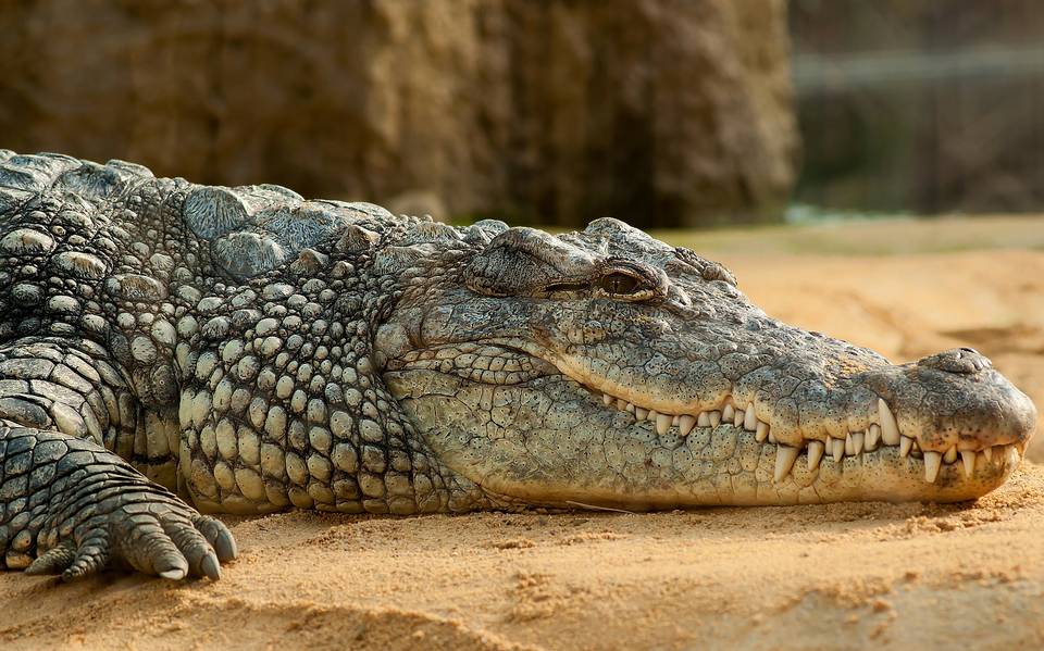 Descubren fósil de cocodrilo de tamaño inimaginable: ¿el más grande de la  historia? - El Sol de Tampico | Noticias Locales, Policiacas, sobre México,  Tamaulipas y el Mundo
