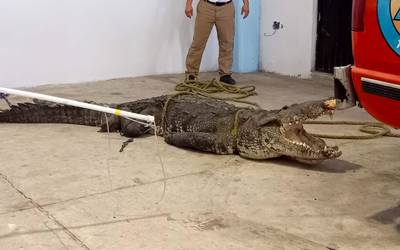 Proponen esterilizar a cocodrilos de la laguna del Carpintero en Tampico -  El Sol de Tampico | Noticias Locales, Policiacas, sobre México, Tamaulipas  y el Mundo