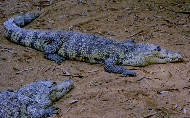 Maderense tenía de mascota un cocodrilo y una boa - El Sol de Tampico |  Noticias Locales, Policiacas, sobre México, Tamaulipas y el Mundo