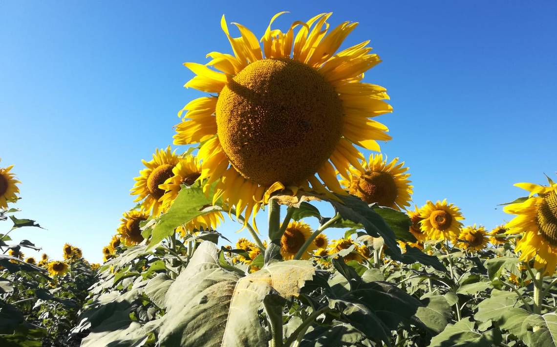 Plaga de selfies daña campos de girasoles - El Sol de Tampico | Noticias  Locales, Policiacas, sobre México, Tamaulipas y el Mundo