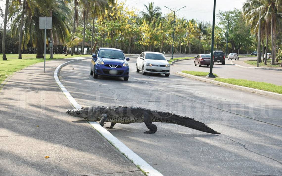 Actualizar 94+ imagen cocodrilo de tampico