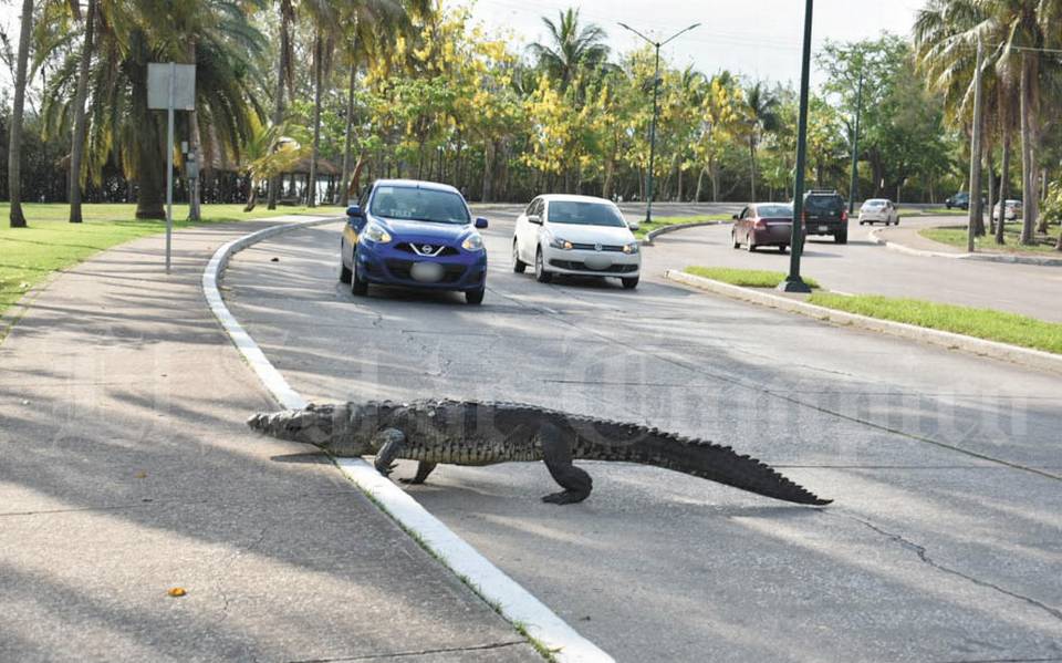 En Tampico, ¿qué tan probable es que ataque un cocodrilo? - El Sol de  Tampico | Noticias Locales, Policiacas, sobre México, Tamaulipas y el Mundo