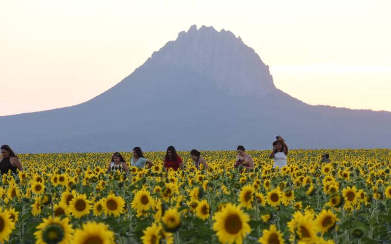 Comienza la cosecha en los campos de girasoles de Tamaulipas, ¿cómo se  aprovechan estas flores? - El Sol de Tampico | Noticias Locales,  Policiacas, sobre México, Tamaulipas y el Mundo