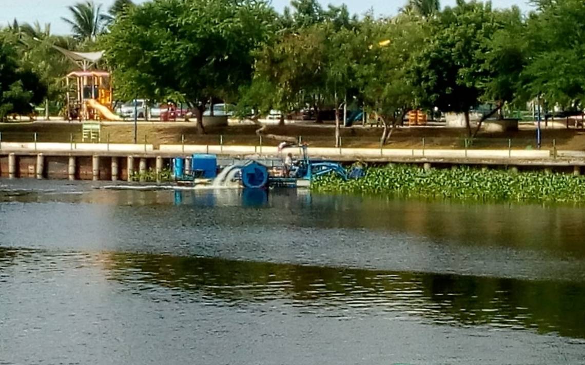 Intensifican retiro de lirio acuático en laguna Champayán - El Sol de  Tampico | Noticias Locales, Policiacas, sobre México, Tamaulipas y el Mundo