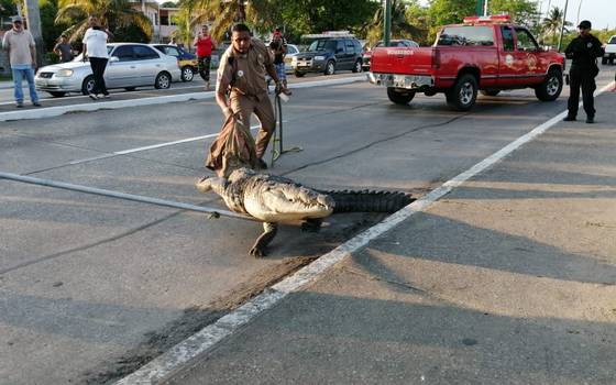 video Cocodrilo detiene el tráfico para cruzar la calle en Tampico  tamaulipas - El Sol de México | Noticias, Deportes, Gossip, Columnas