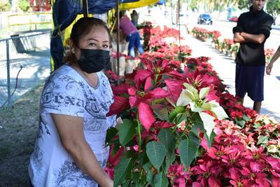 Ya huele a Navidad! Llegaron las nochebuenas a Tampico - El Sol de Tampico  | Noticias Locales, Policiacas, sobre México, Tamaulipas y el Mundo