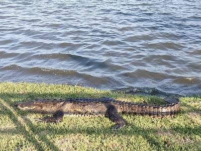 Cocodrilos de Tampico en playa Miramar: capacitan personal - El Sol de  Tampico | Noticias Locales, Policiacas, sobre México, Tamaulipas y el Mundo