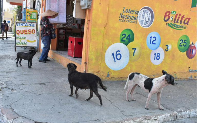 muerden los perros ganaderos