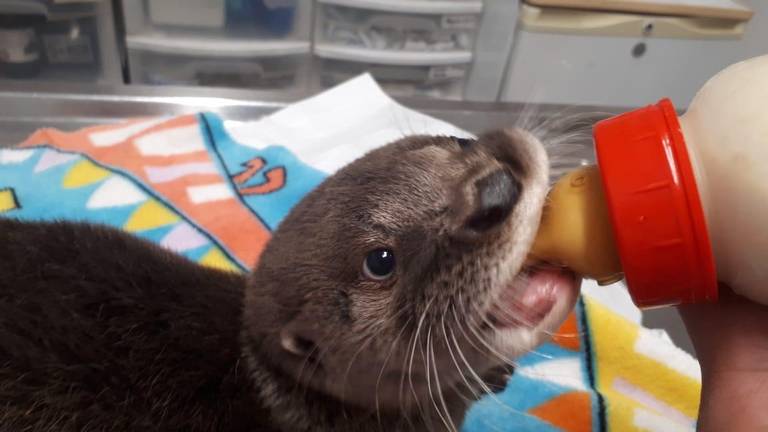 Nutrias bebés rescatadas en río Pánuco con salud estable: Tampico - Grupo  Milenio