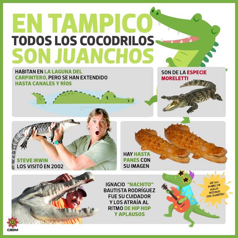 Mordida de un cocodrilo es siete veces más fuerte que la de un tigre:  expertos - El Sol de Tampico | Noticias Locales, Policiacas, sobre México,  Tamaulipas y el Mundo